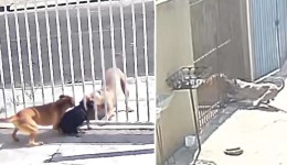 Cão da raça pitbull foge de casa e ataca cães que estavam dentro de outra casa, pelo vão do portão, no PR
