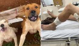 Homem sofre ferimentos graves ao ser atacado por cães pit bull; tutor deverá responder por omissão