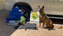Operação com cão K9 encontra maconha, colete tático e objetos do tráfico em residência