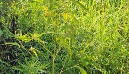 Plantação de maconha é encontrada em área embargada pela Justiça no interior