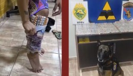 Coladas nas canelas: cão farejador descobre mulheres contrabandeando mais de mil ampolas de canetas emagrecedoras em ônibus