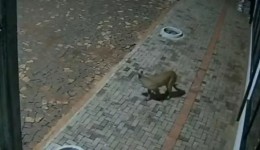 Onça-parda é flagrada nos fundos de pizzaria