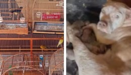 Polícia Civil resgata 70 animais em situação de maus-tratos