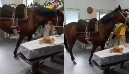 Égua que relinchou ao ver tutor em caixão foi levada ao velório a pedido da filha dele em SC: 'Muito emocionante'