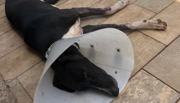 Policial penal socorre cachorro atropelado no bairro Água Branca