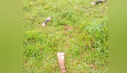 Criminosos abatem bovino de 400 quilos e furtam carne no interior
