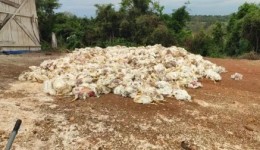 Apagão provoca morte de 8 mil frangos