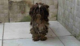 80 animais são resgatados em situação de maus-tratos no Paraná