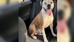 Golpista usa IA para simular cachorra perdida e engana família no Paraná