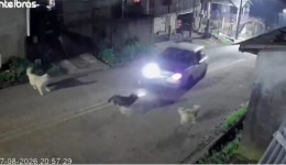 Homem é indiciado por atropelar propositalmente e causar morte de cachorro