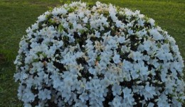 Primavera começa nesta terça-feira e marca a chegada de dias mais longos