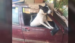 Cachorro é resgatado após ficar três meses confinado em carro estacionado no PR