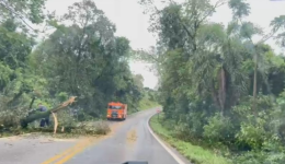 Temporal deixa árvores e galhos sobre a BR-163 entre Barracão e Santo Antônio do Sudoeste