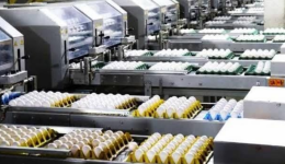 Produção de ovos no Brasil deve crescer 5% em 2026 e chegar a 56 bilhões de unidades