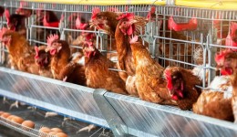 Cinco países suspendem importação de produtos avícolas do Brasil após caso de Newcastle no Oeste de SC