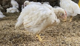 Ministério da Agricultura confirma terceiro foco da doença de Newcastle no Oeste de SC