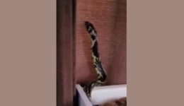 Susto: família encontra cobra dentro de berço de bebê