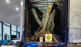 Polícia apreende caminhão com oliveiras centenárias contrabandeadas