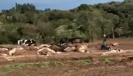 Quase 30 vacas morrem eletrocutadas após rompimento de cabo de alta tensão
