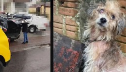 Homem é preso por maus-tratos a cão