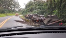 Carreta bitrem carregada com adubo sai da pista e tomba na BR-163