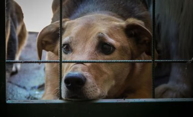 Polícia Civil prende homem em flagrande por maus-tratos a animais