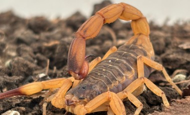 Estado alerta para aumento de acidentes com escorpiões e reforça medidas de prevenção