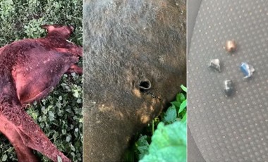 Moradora denuncia morte de bovino por disparo de arma de fogo