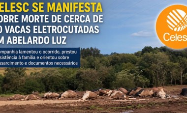 Companhia elétrica de Santa Catarina se manifesta sobre caso de animais mortos
