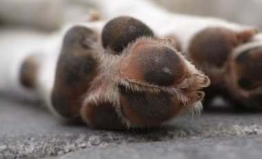 Mulher é condenada a mais de 4 anos de prisão por mandar matar cachorro da própria filha