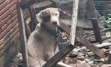 Cães são resgatados em situação de maus-tratos