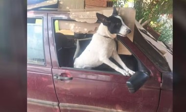 Cachorro é resgatado após ficar três meses confinado em carro estacionado no PR