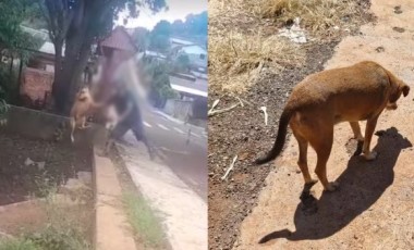 Homem que jogou cachorro em riacho é preso preventivamente após decisão da Justiça no Paraná
