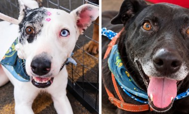 4ª edição do PetDay promove adoções e fortalece a solidariedade