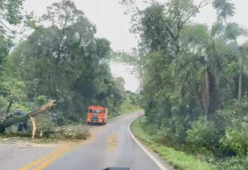 Temporal deixa árvores e galhos sobre a BR-163 entre Barracão e Santo Antônio do Sudoeste
