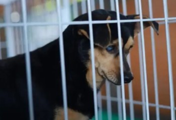 Feira de adoção na Expopato encontra lar para 96 animais