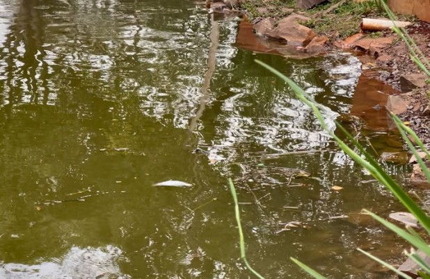 Vigilância Sanitária alerta sobre alimentação inadequada de peixes e aves nos lagos