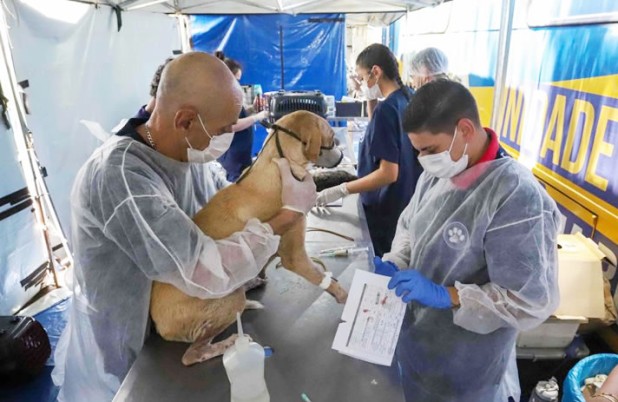 Francisco Beltrão abre inscrições para o Programa Castrapet