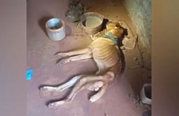 Tutor é preso após cachorro ser encontrado em situação de maus-tratos; animal morreu horas após o resgate