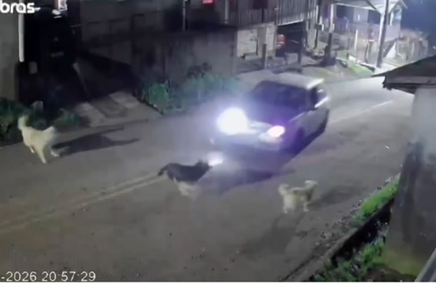 Homem é indiciado por atropelar propositalmente e causar morte de cachorro
