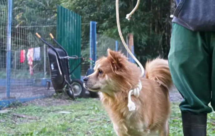 Cerca de 23 cães aguardam adoção no Centro de Zoonoses e Bem-Estar Animal