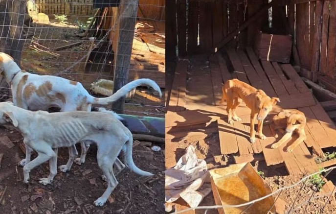 Homem é preso por maus-tratos após polícia encontrar cães desnutridos