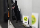 Maconha é apreendida em ônibus durante operação policial