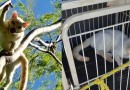 Guarda é acionada para resgate de gato em árvore, encontra animal com ferimentos graves e tutora acaba presa por maus-tratos, no PR