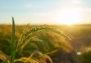 El Niño pode favorecer as safras de Brasil e Argentina, aponta relatório