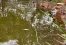 Vigilância Sanitária alerta sobre alimentação inadequada de peixes e aves nos lagos