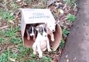 Três filhotes de cachorro são abandonados nas margens da PR-483