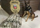 Operações com cães da PCPR ajudaram a tirar 5,7 toneladas de drogas de circulação em 2025