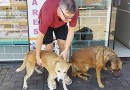 Memezão e Dango, os cães comunitários da Cango