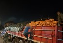 BPFRON apreende caminhão carregado com 22 toneladas de laranjas clandestinas vindas da Argentina